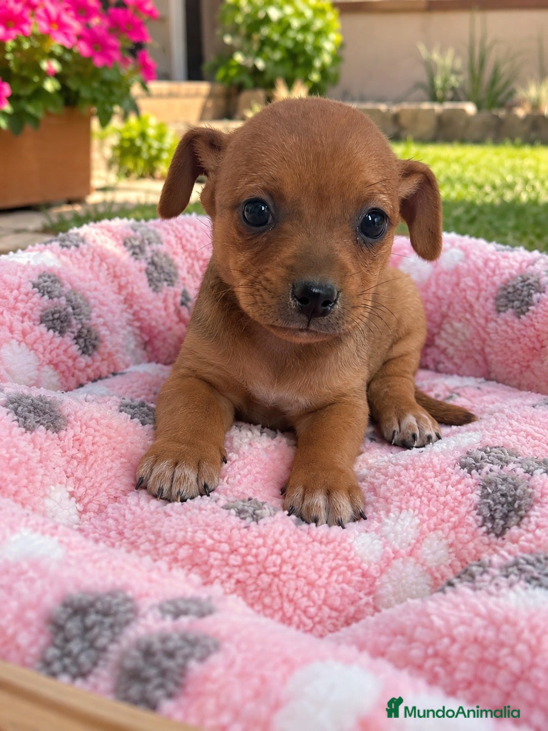 Raza Mixta perros PRECIOSA PAREJA(leer bien anuncio ) - Anuncio 1