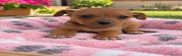 Raza Mixta perros en venta: PRECIOSA PAREJA(leer bien anuncio ) - Anuncio 1