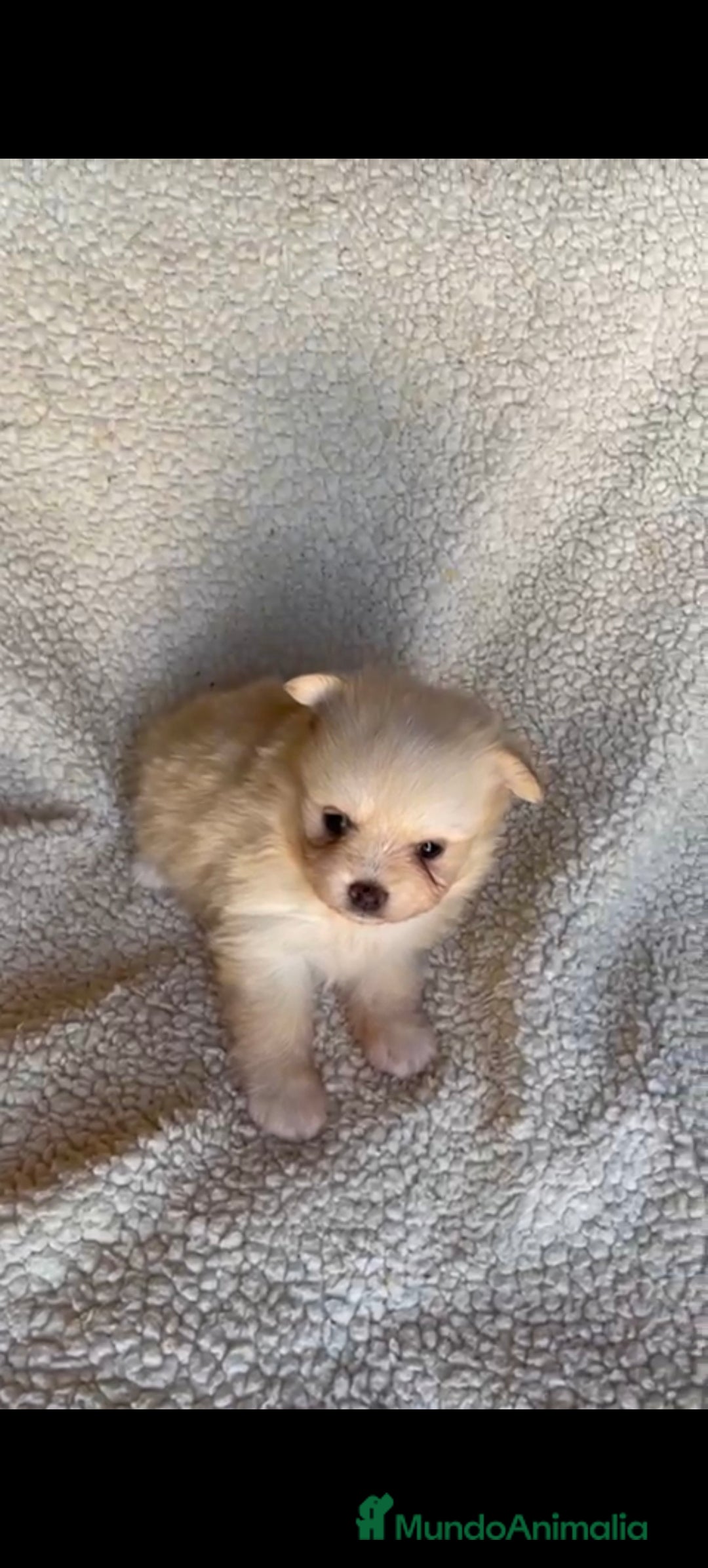 Pomerania perros en venta: Pomerania toys  - Imagen 9