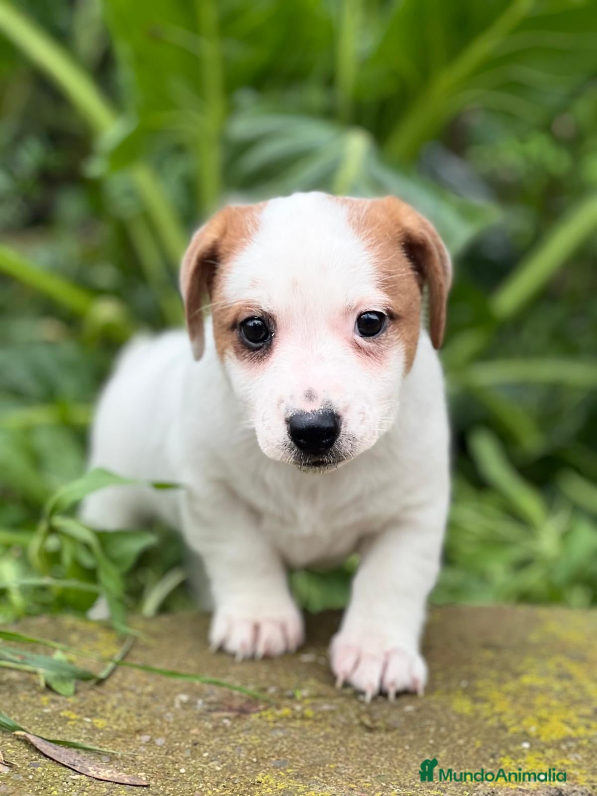 Jack Russell Terrier perros Jack russell en Barcelona - Anuncio 2