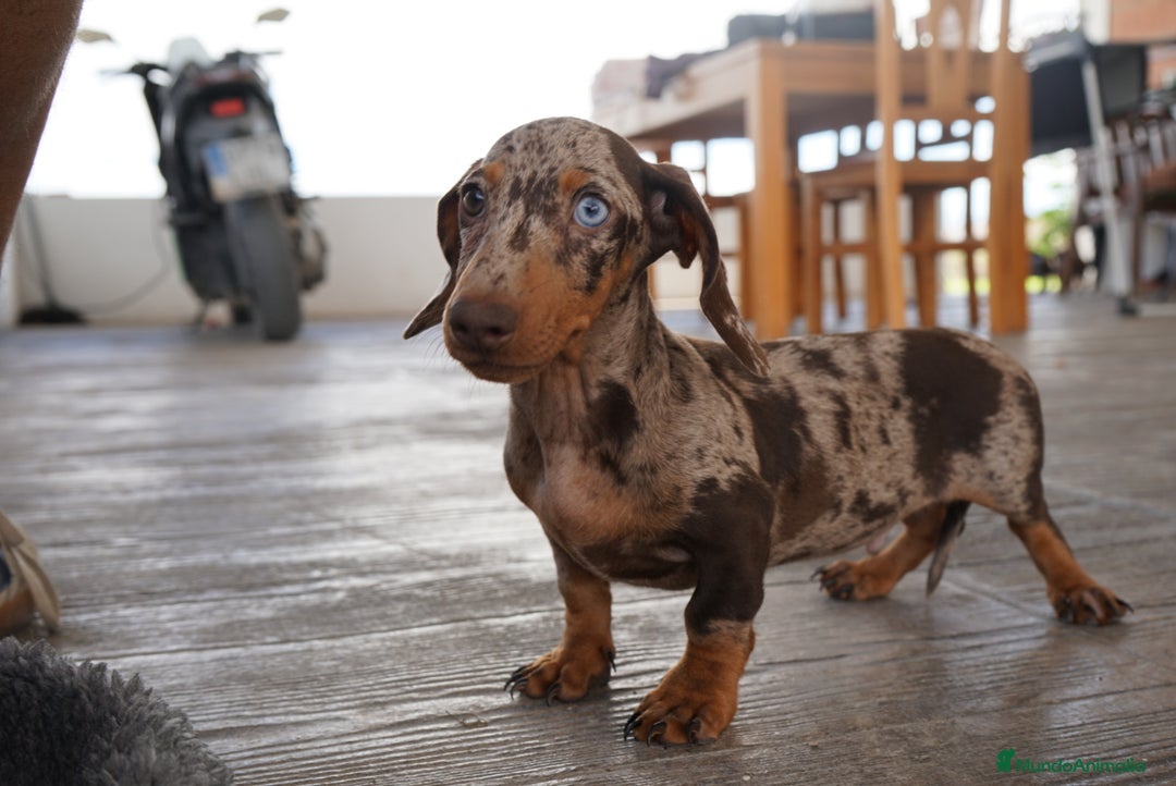 Teckel Miniatura perros en venta: 💎 Frisco – Teckel miniatura exótico, ojo azul 🐾 - Imagen 6