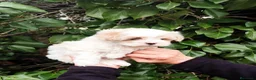 Maltipoo perros en venta: Bonito cachorro maltipoo - Anuncio 1