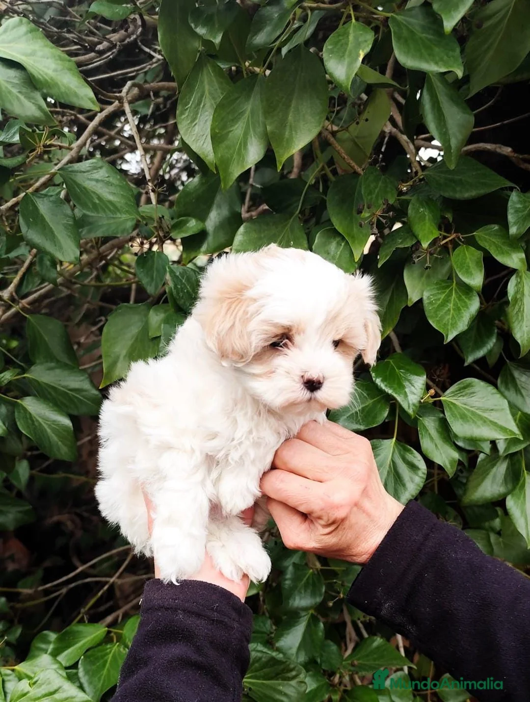 Maltipoo perros en venta: Bonito cachorro maltipoo - Anuncio 1