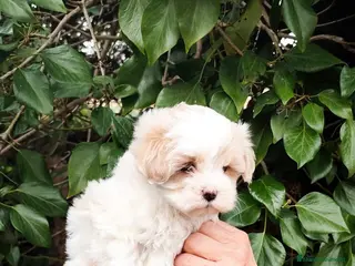 Maltipoo perros Bonito cachorro maltipoo - Anuncio 2