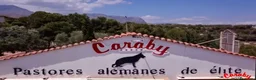 Chihuahua perros en venta: Benidorm CARABY CHIHUAHUAS  en Alicante - Anuncio 13