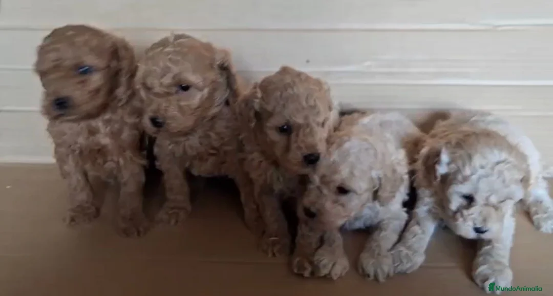 Caniche Toy perros en venta: Caniche toy Rojos y apricot - Anuncio 1