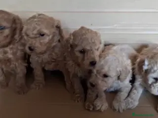 Caniche Toy perros Caniche toy Rojos y apricot - Anuncio 2