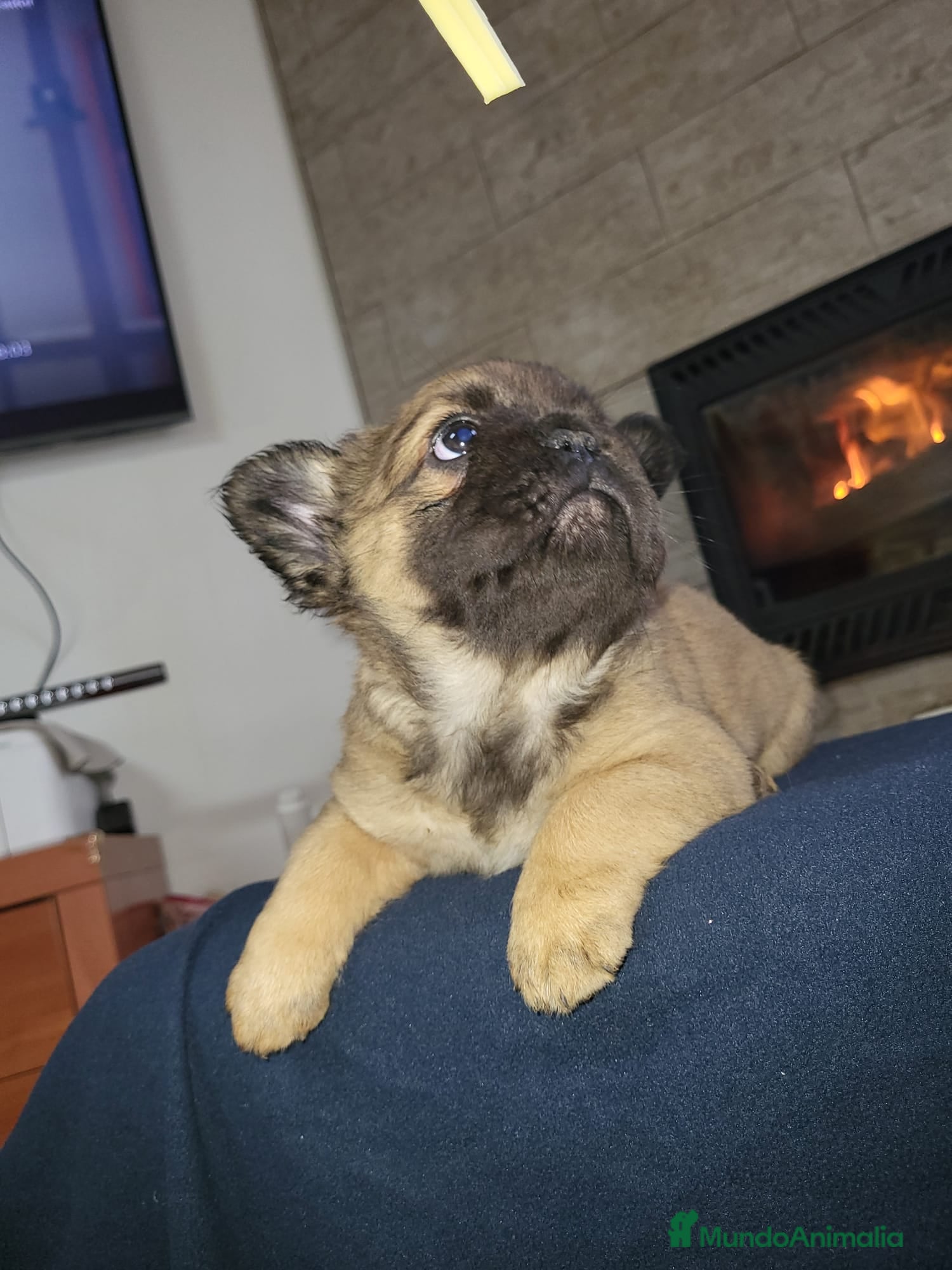 Bulldog Francés perros Bulldog Frances Fluffy macho y hembras  - Anuncio 2