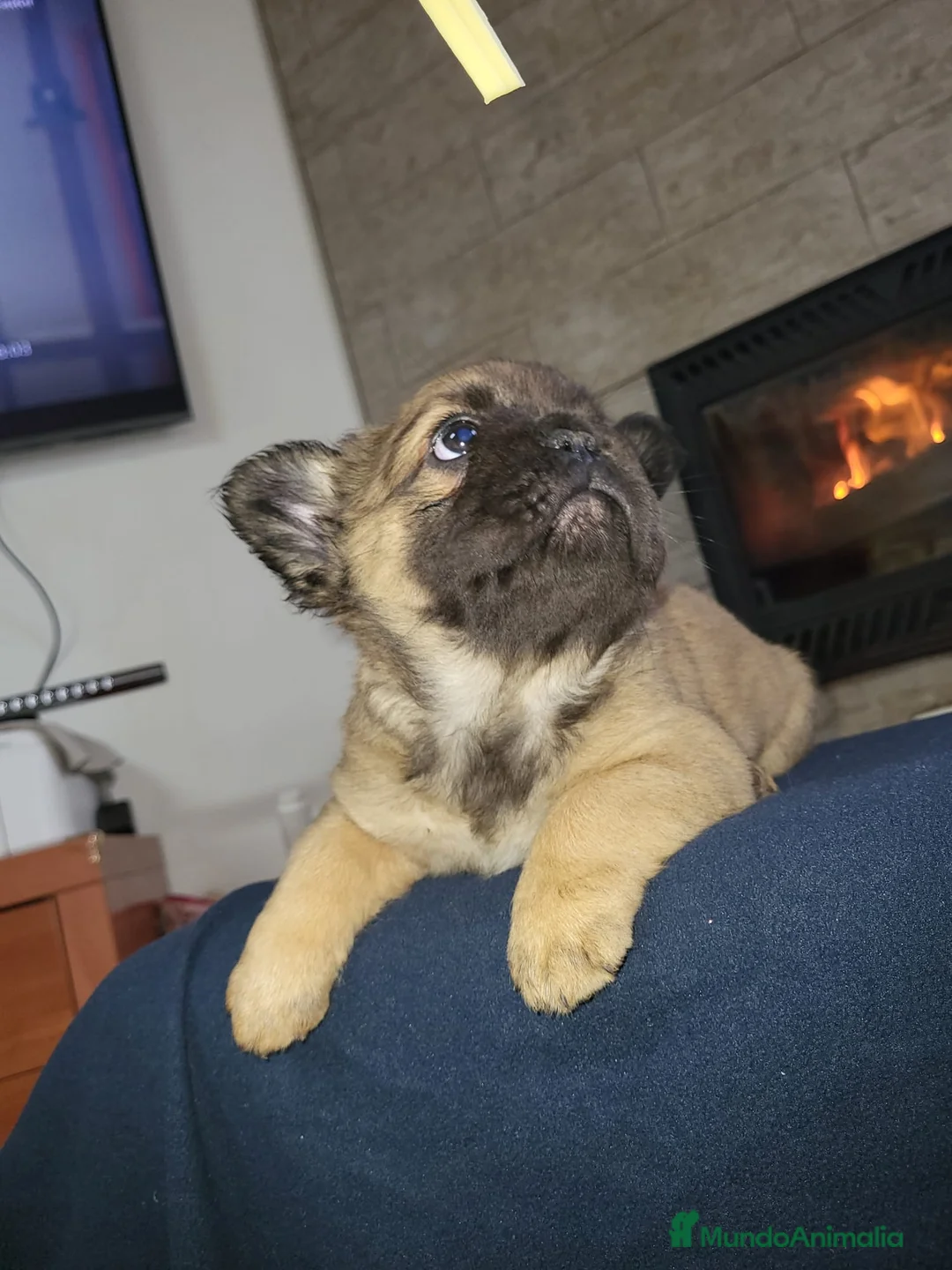 Bulldog Francés perros en venta: Bulldog Frances Fluffy macho y hembras  - Anuncio 2