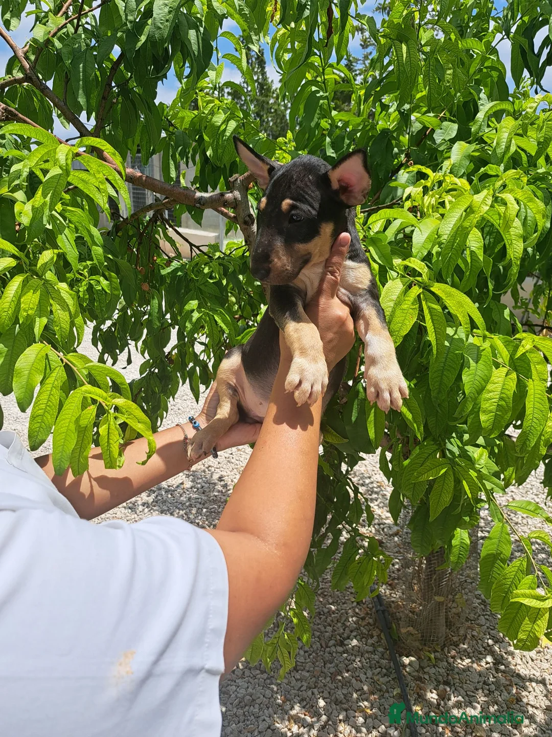 Bull Terrier perros en venta: Bull Terrier - Anuncio 1