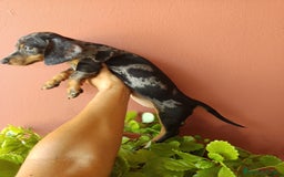 Teckel Miniatura perros en venta: Teckel arlequín - Imagen 2