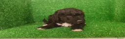 Perro de Agua Español perros en venta: Perros de agua - Anuncio 8