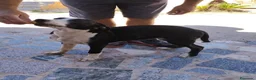 Raza Mixta perros en venta: Digo argentino - Anuncio 2