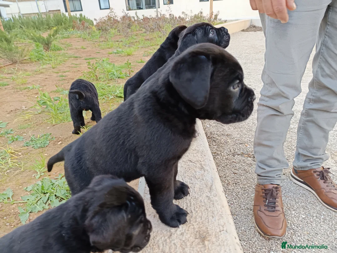 Imagen de galería {{count}}