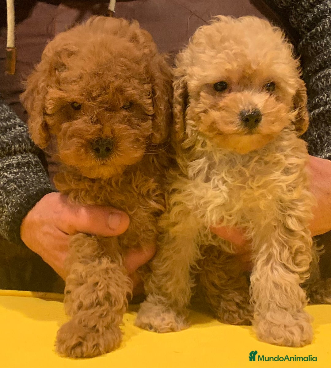 Caniche Toy perros en venta: Caniches toys - Anuncio 5