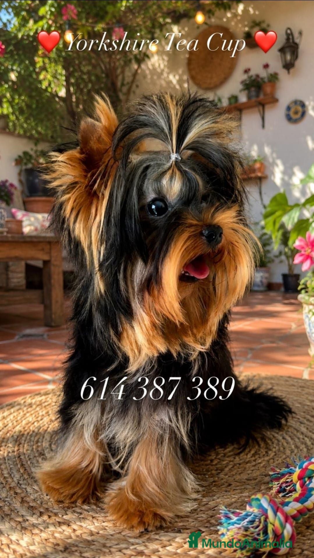 Yorkshire Terrier perros Espectacular macho Yorkshire Tea/coup - Anuncio 1