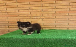 Pomerania perros en venta: Pomerania toy mini - Imagen 8