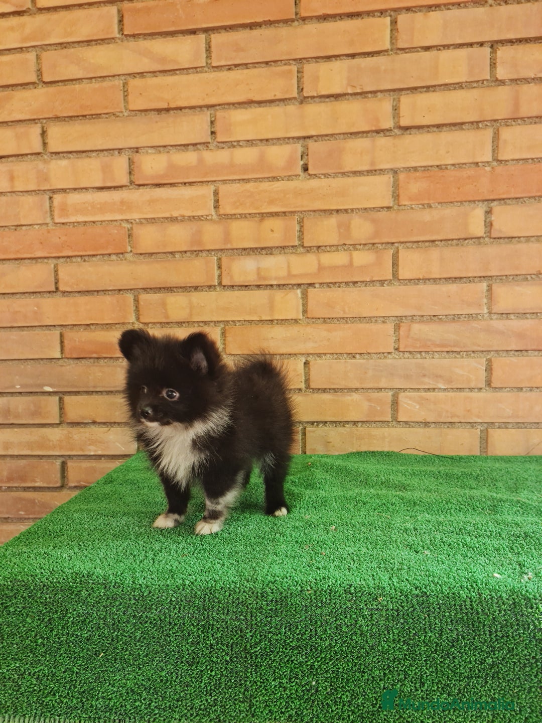 Pomerania perros en venta: Pomerania toy mini - Imagen 8