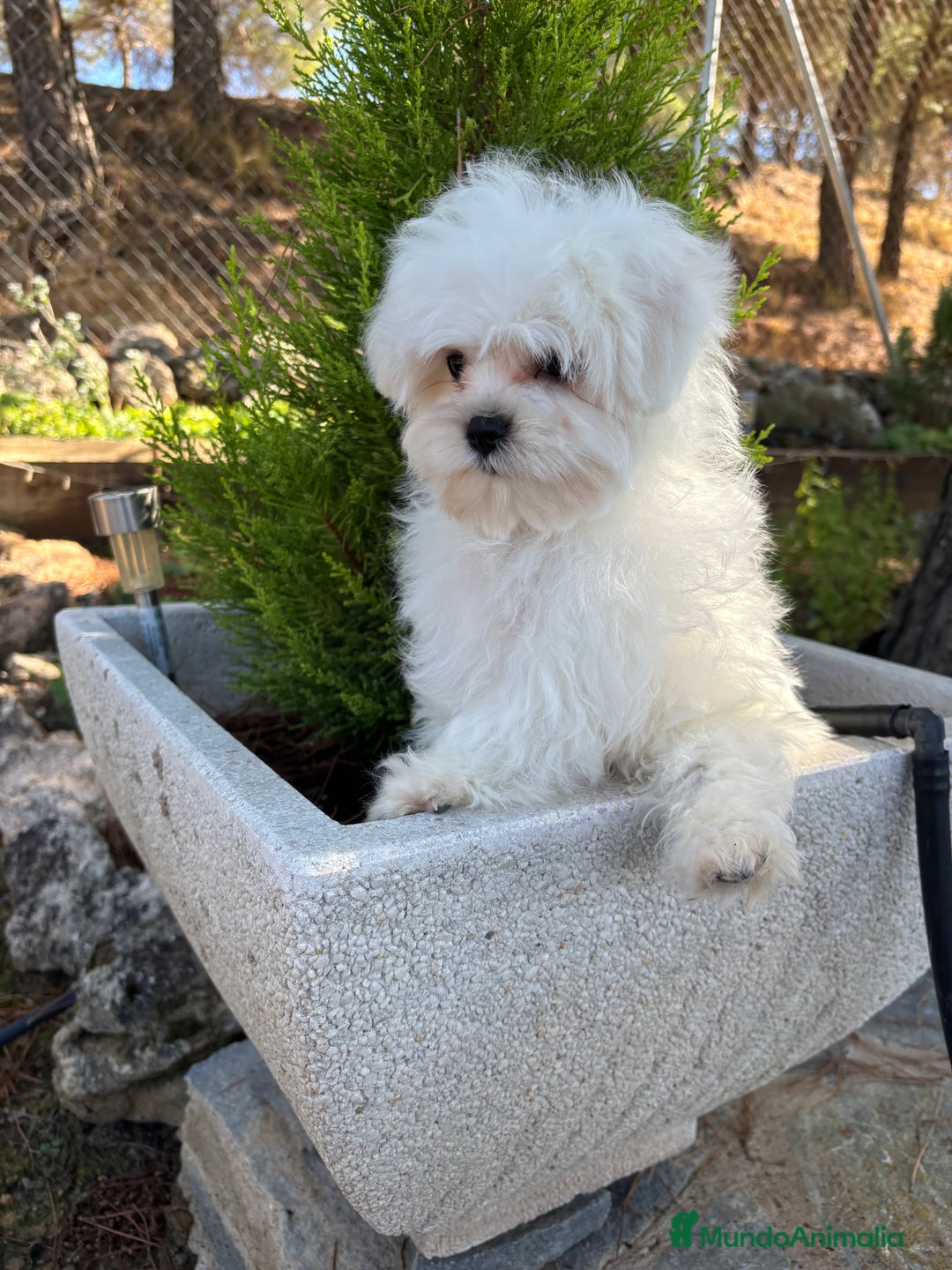 Bichón Maltés perros en venta: Bichon Maltés Toy Macho  - Imagen 8