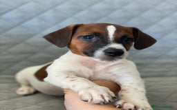 Jack Russell Terrier perros en venta: JACK RUSSELL  - Imagen 4