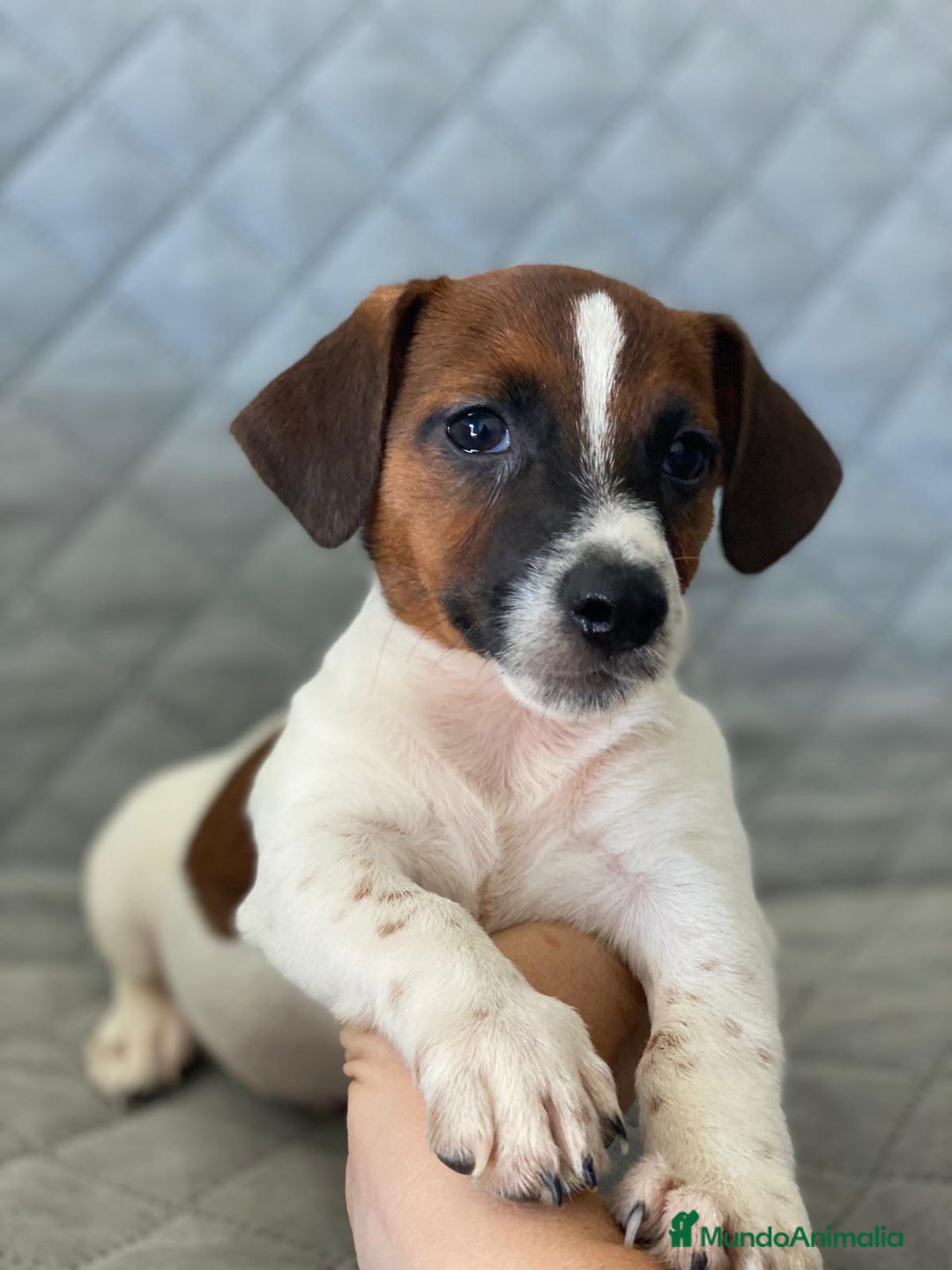 Jack Russell Terrier perros en venta: JACK RUSSELL  - Imagen 4