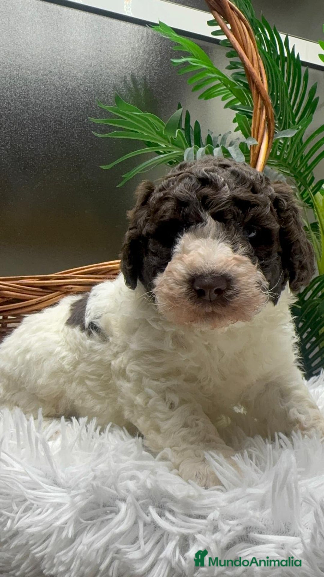 Perro de Agua Español perros en venta: PERRO DE AGUA ESPAÑOL MACHO - Anuncio 11