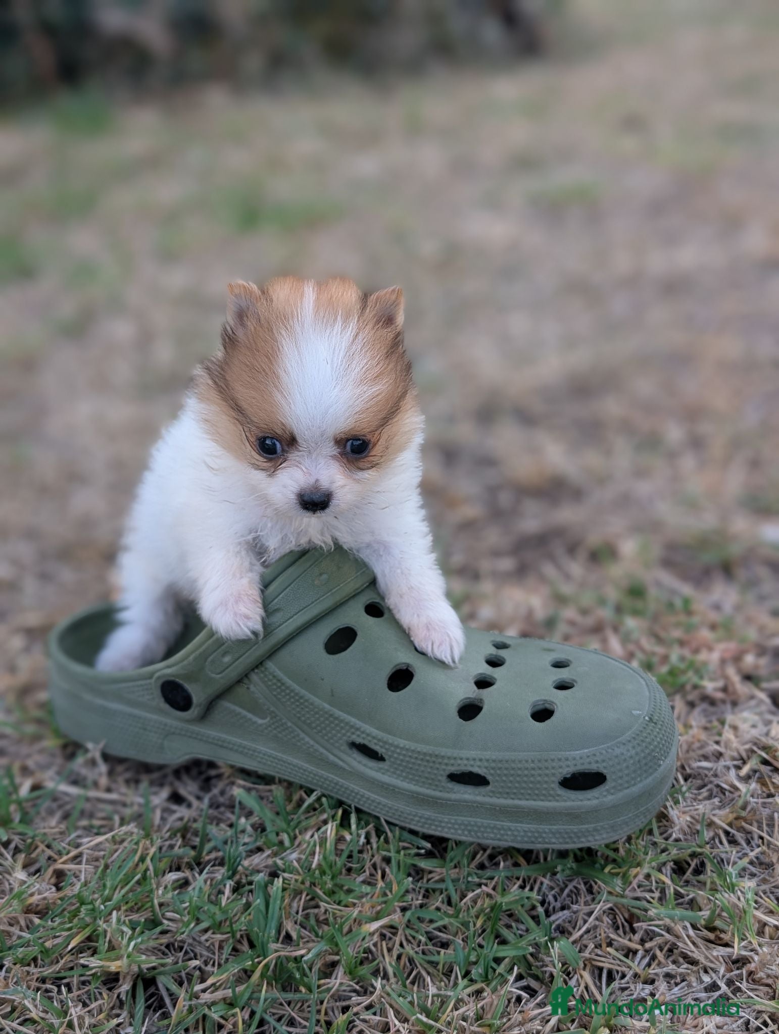 Pomerania perros Pomerania cariñosa - Anuncio 1
