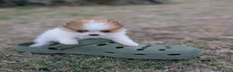 Pomerania perros en venta: Pomerania cariñosa - Anuncio 1