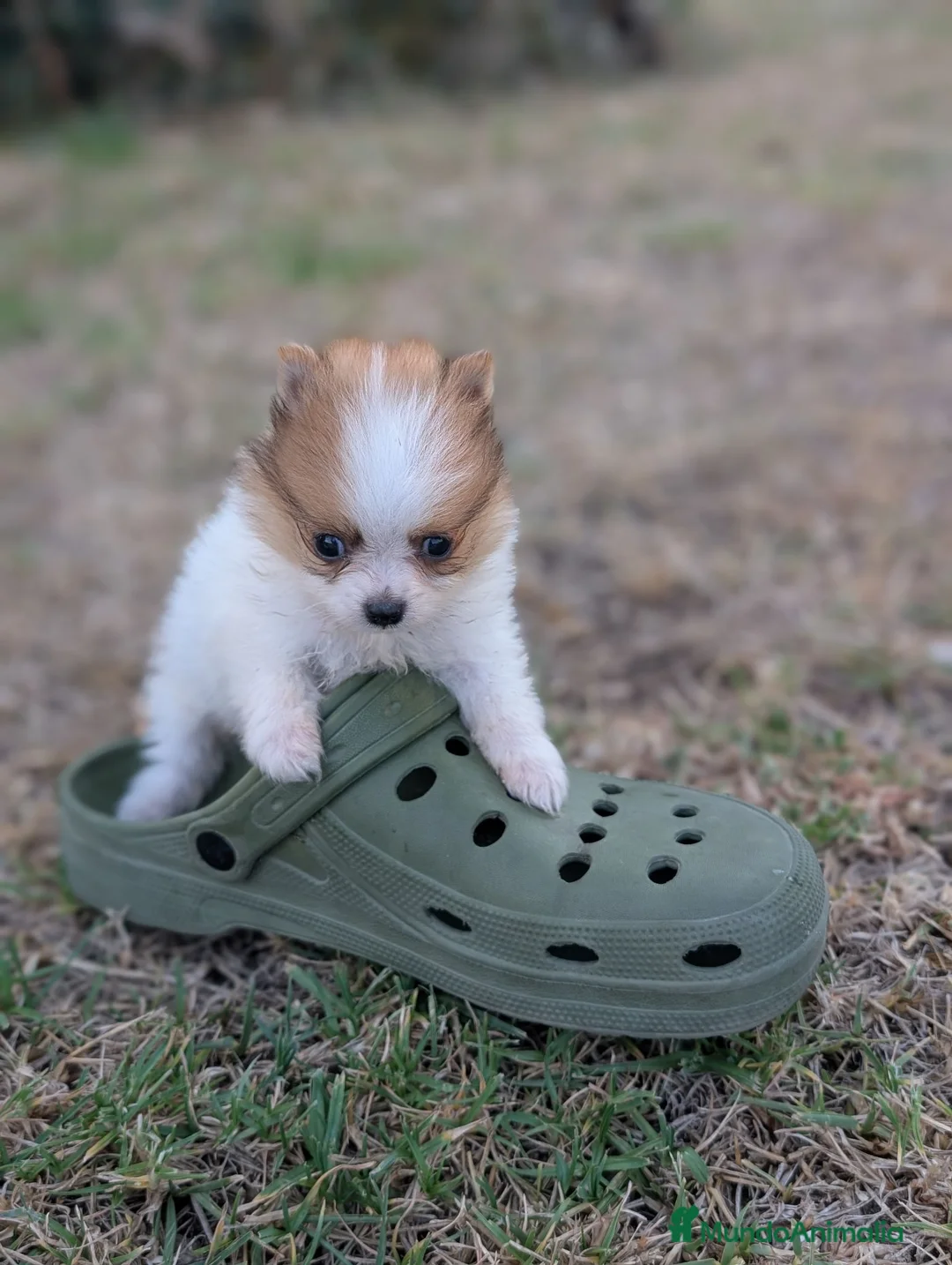 Pomerania perros en venta: Pomerania cariñosa - Anuncio 1