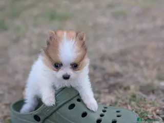 Pomerania perros Pomerania cariñosa - Anuncio 13