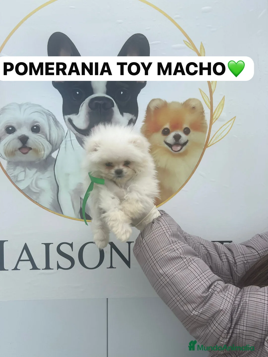Pomerania perros en venta: CACHORROS DE POMERANIA BLANCOS - Anuncio 3