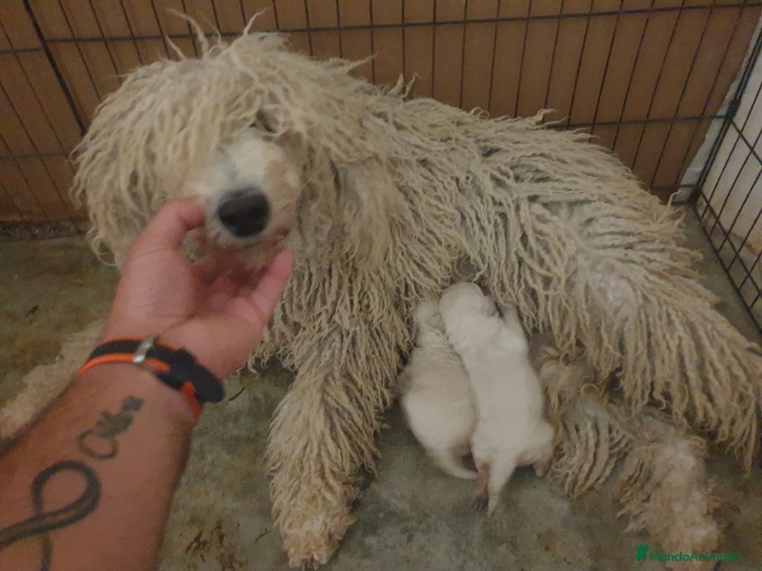 Caniche Gigante perros en venta: Caniche gigante con pedigree - Imagen 3