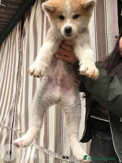 Akita Inu perros AKITA INU MACHO - Anuncio 3