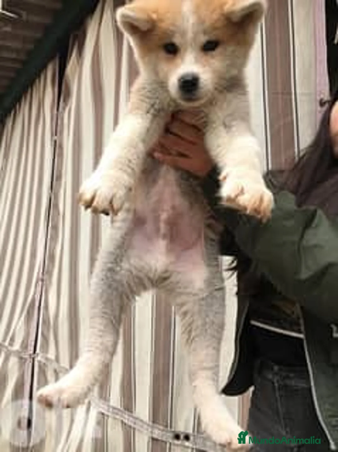 Akita Inu perros en venta: AKITA INU MACHO - Anuncio 1
