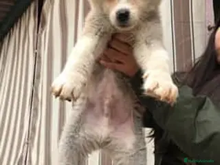 Akita Inu perros en venta: AKITA INU MACHO - Anuncio 3