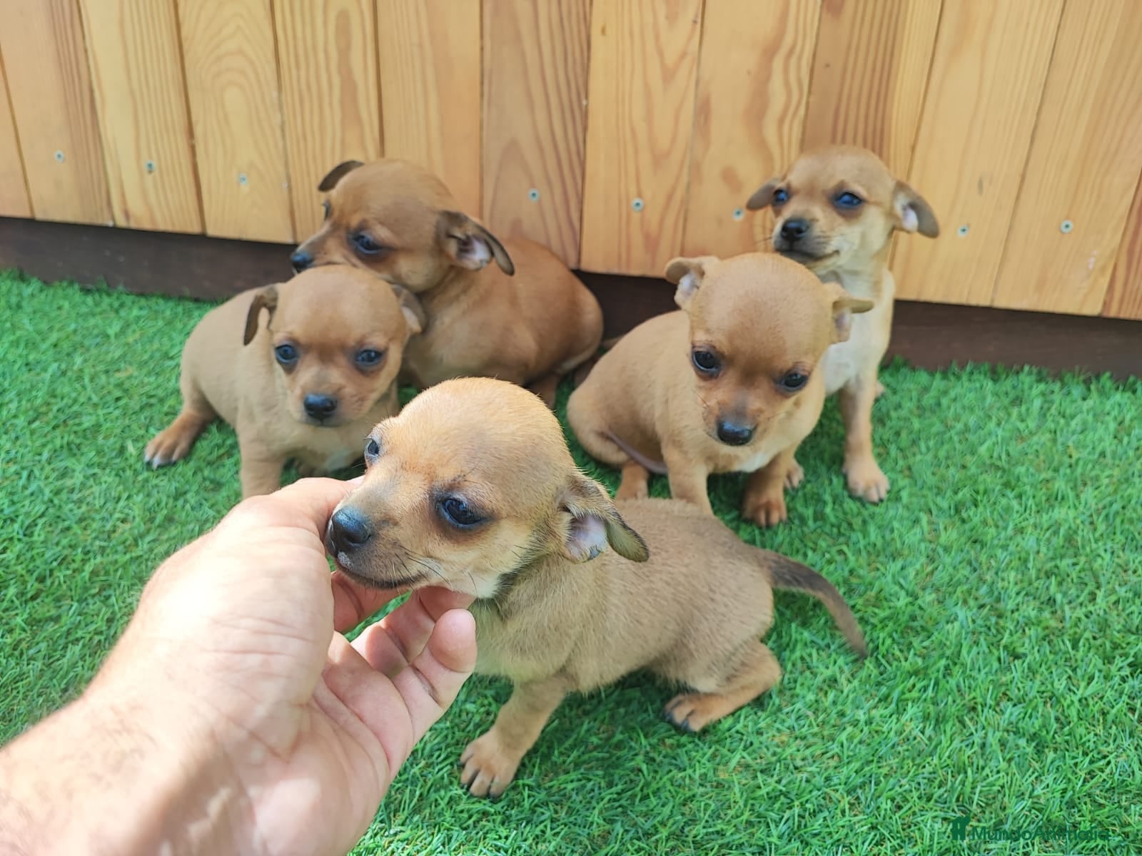 Raza Mixta perros CHIPIN. Madre minipinscher, padre chihuahua - Anuncio 35