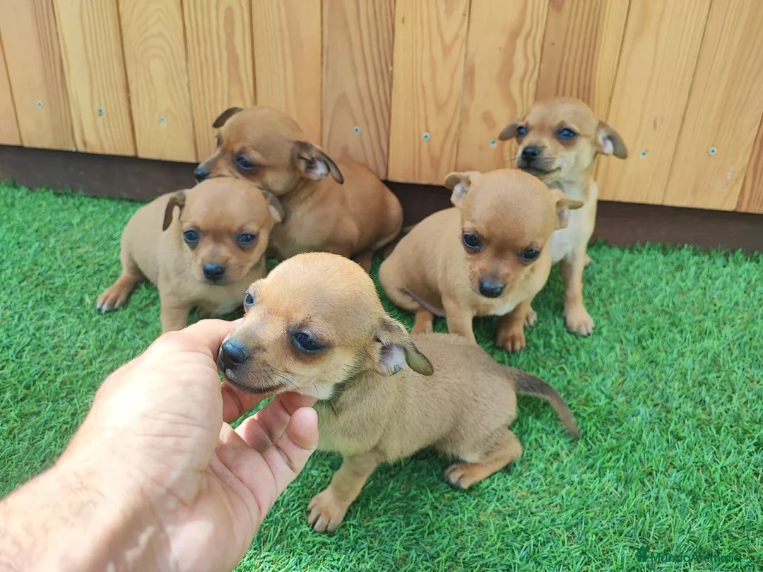 Raza Mixta perros en venta: CHIPIN. Madre minipinscher, padre chihuahua - Anuncio 1