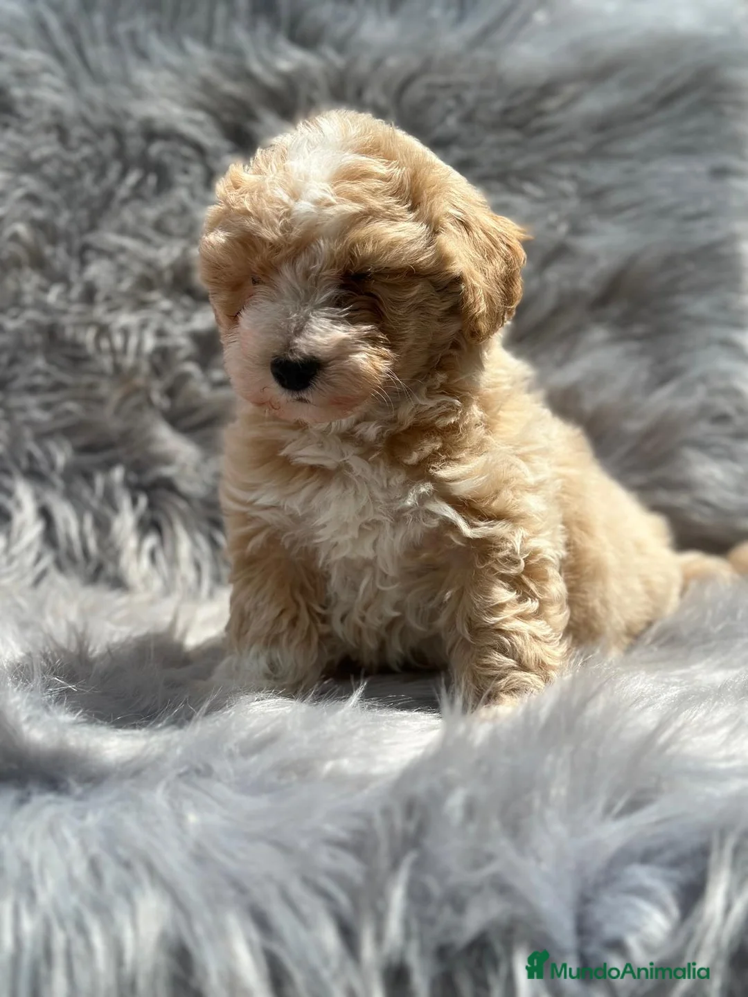 Maltipoo perros en venta: Maltipoo en Barcelona - Anuncio 3