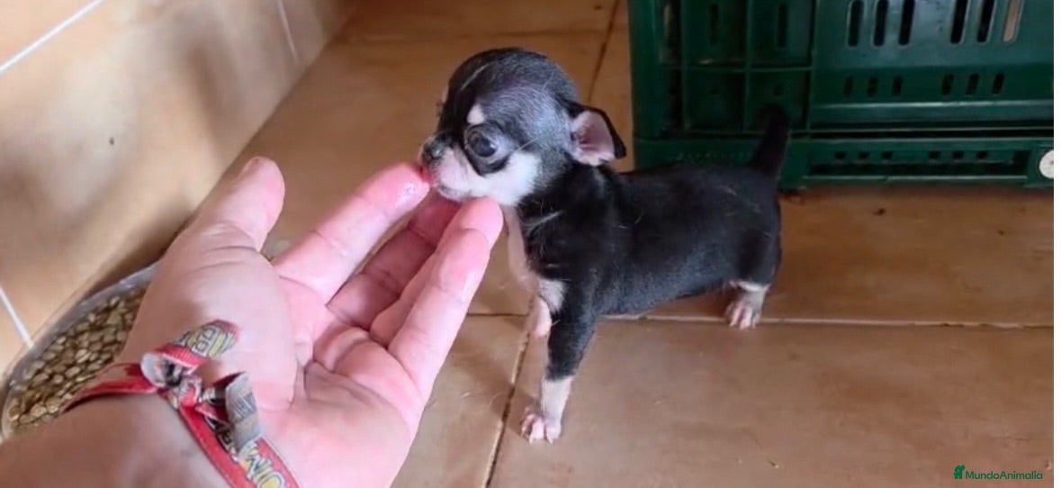Chihuahua perros Macho chihuahua🐶🐾 - Anuncio 2