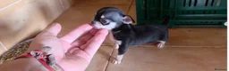 Chihuahua perros en venta: Macho chihuahua🐶🐾 - Anuncio 1