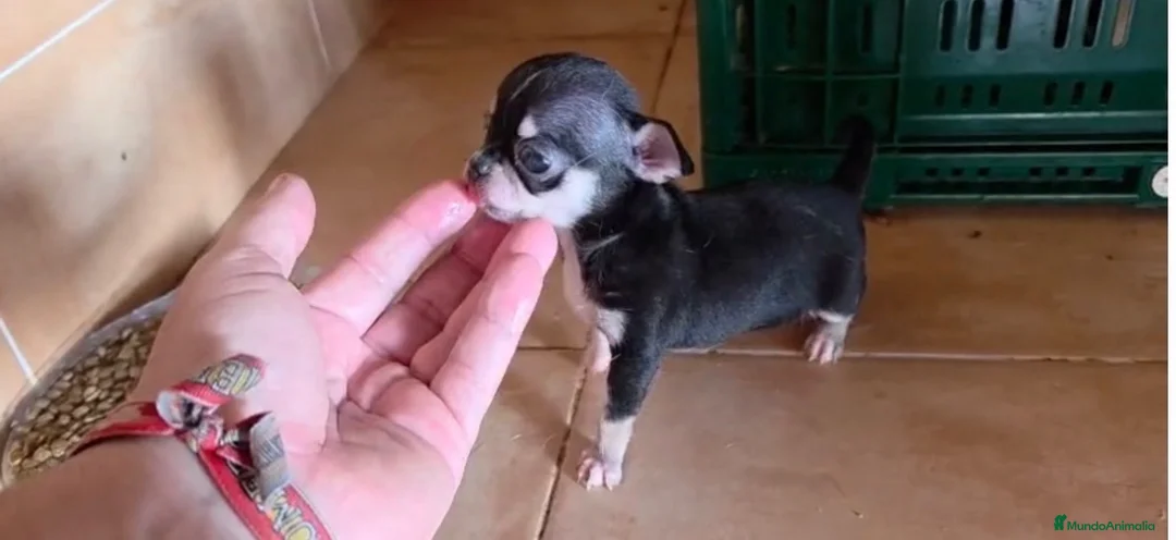 Chihuahua perros en venta: Macho chihuahua🐶🐾 - Anuncio 1