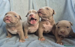 American Bully perros en venta: American bully pocket . Abkc  - Imagen 8