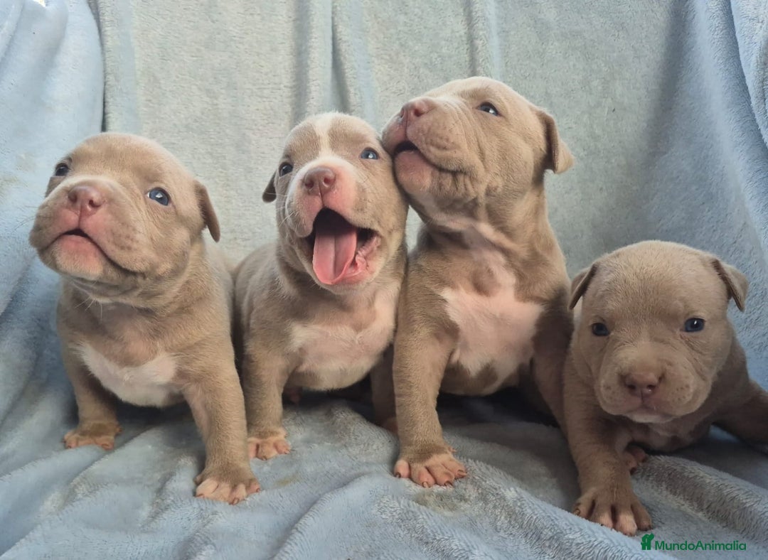 American Bully perros en venta: American bully pocket . Abkc  - Imagen 8