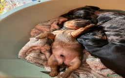 Teckel Miniatura perros en venta: Preciosa camada de Teckel mini  - Anuncio 6