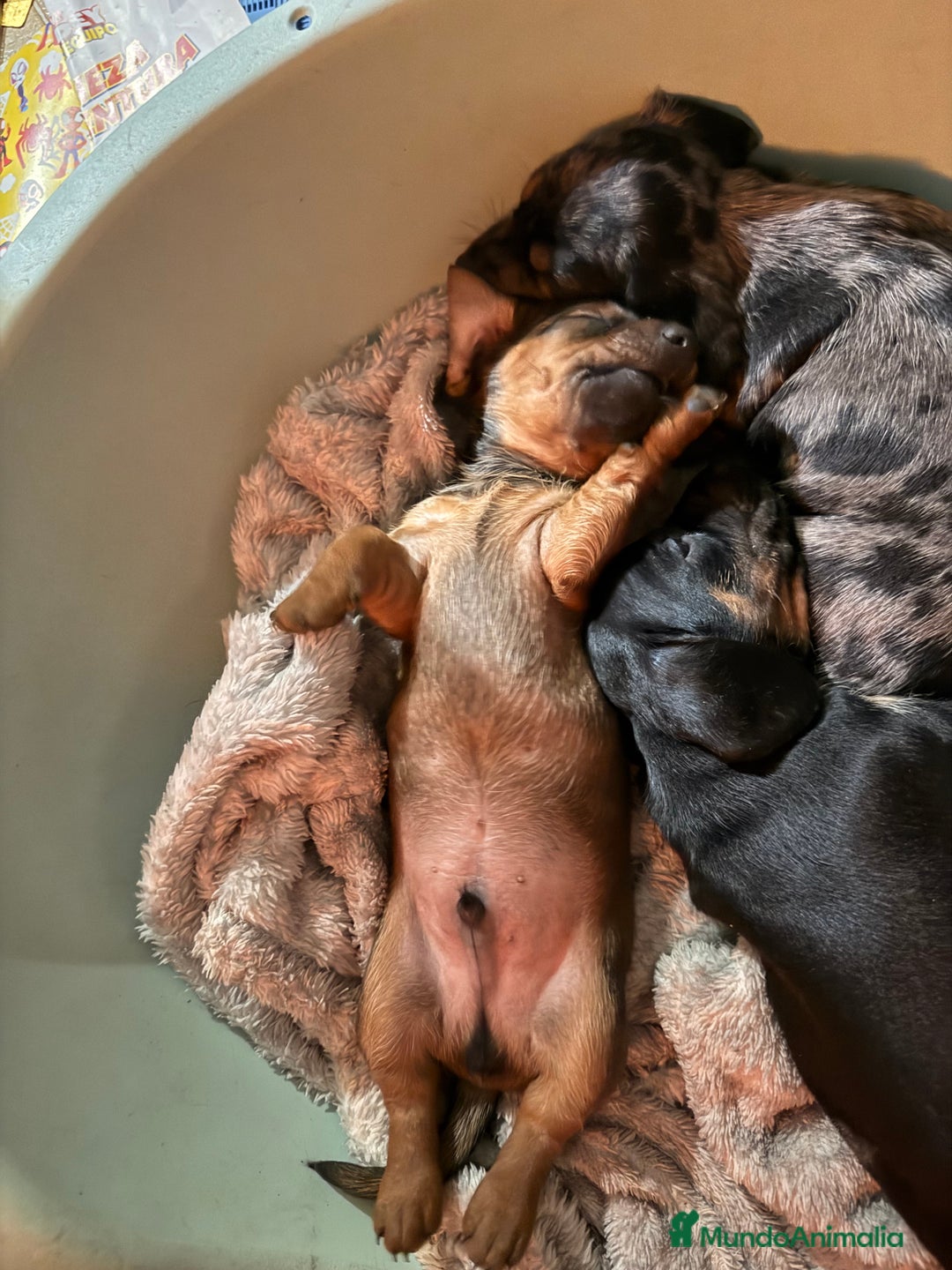 Teckel Miniatura perros en venta: Preciosa camada de Teckel mini  - Anuncio 6