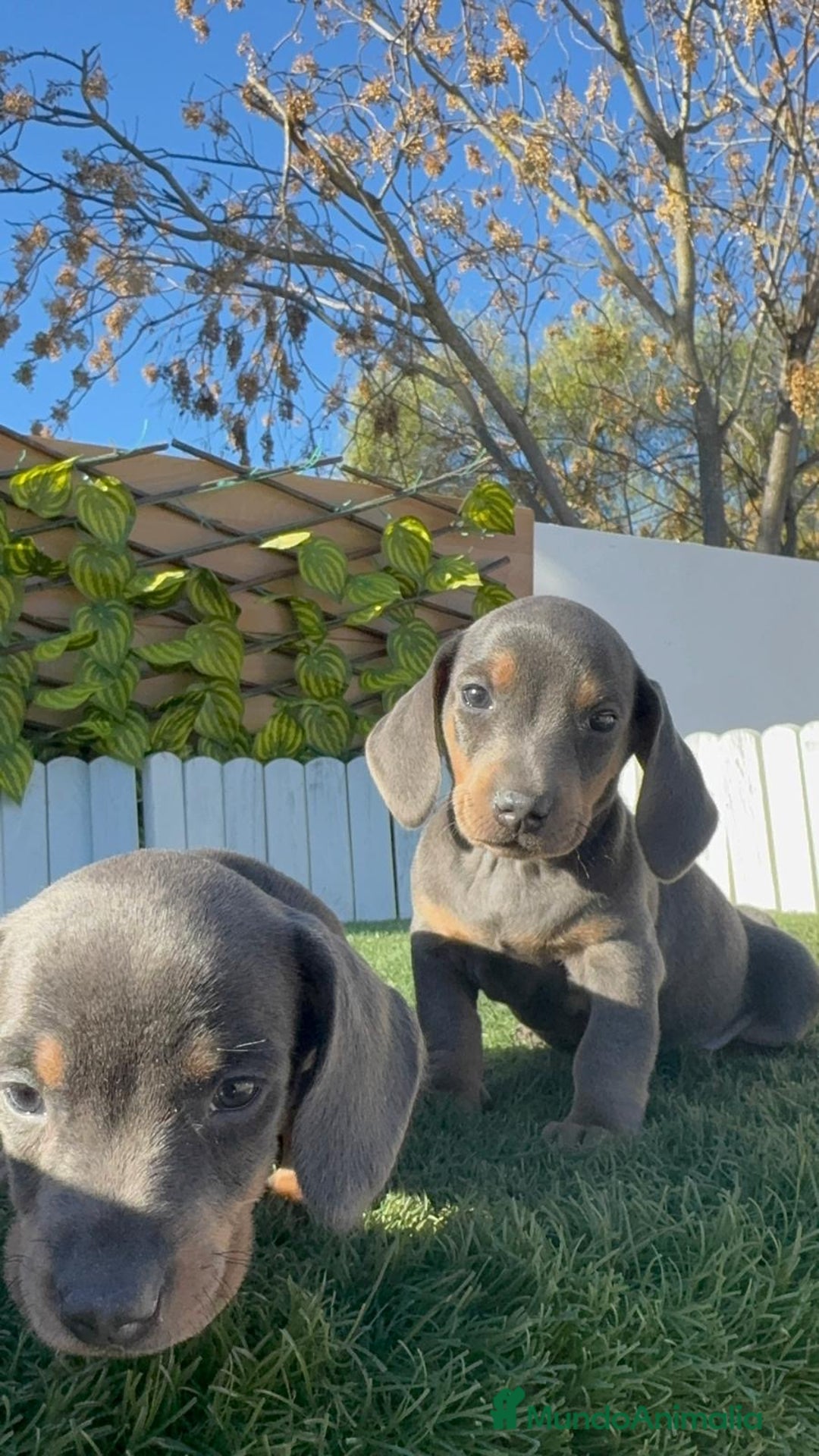 Teckel Miniatura perros en venta: TECKEL MINIATURA BLUE AND TAN - Anuncio 10