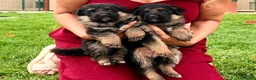 Pastor Alemán perros en venta: Espectacular cachorro de pastor alemán  - Anuncio 9