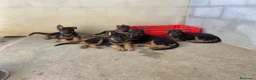 Pastor Alemán perros en venta: CACHORROS DE PASTOR ALEMAN - Anuncio 7