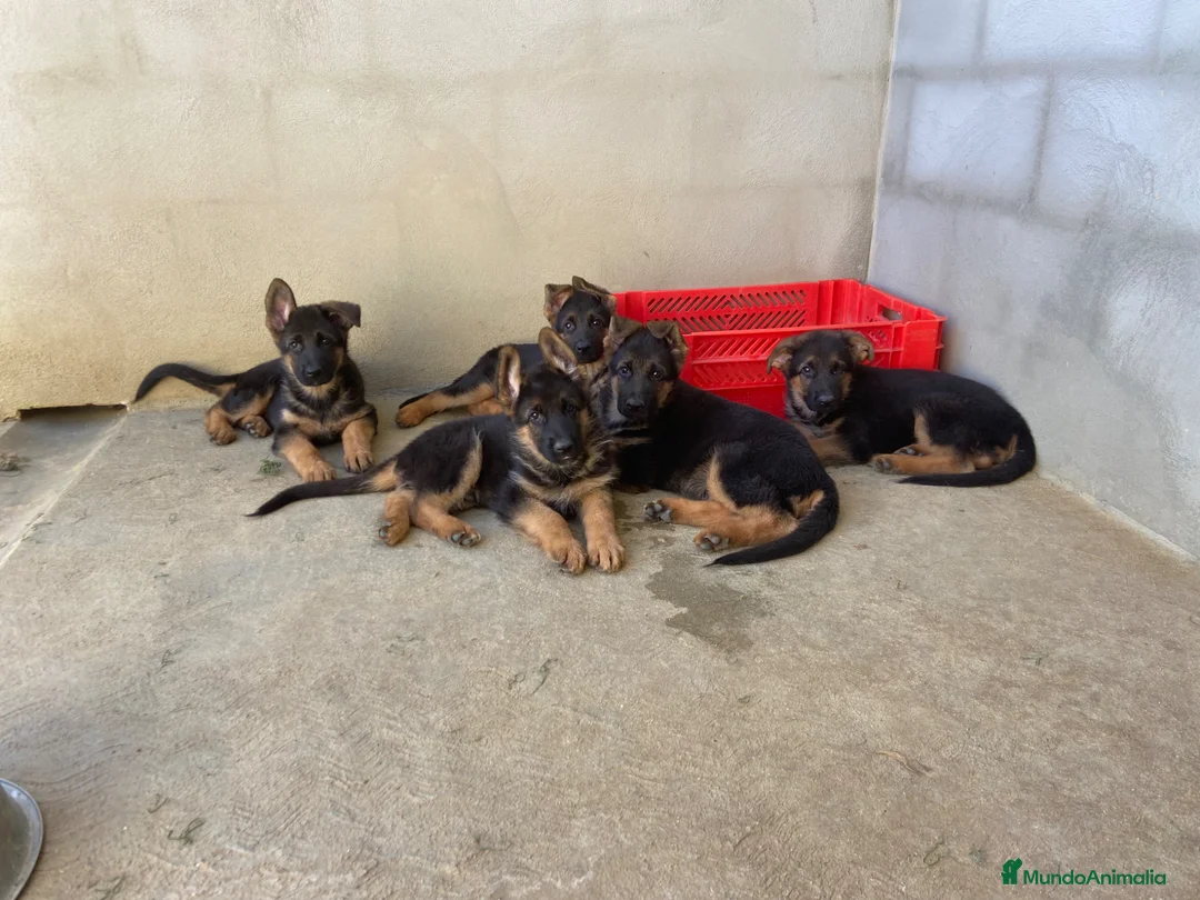 Pastor Alemán perros en venta: CACHORROS DE PASTOR ALEMAN - Anuncio 7