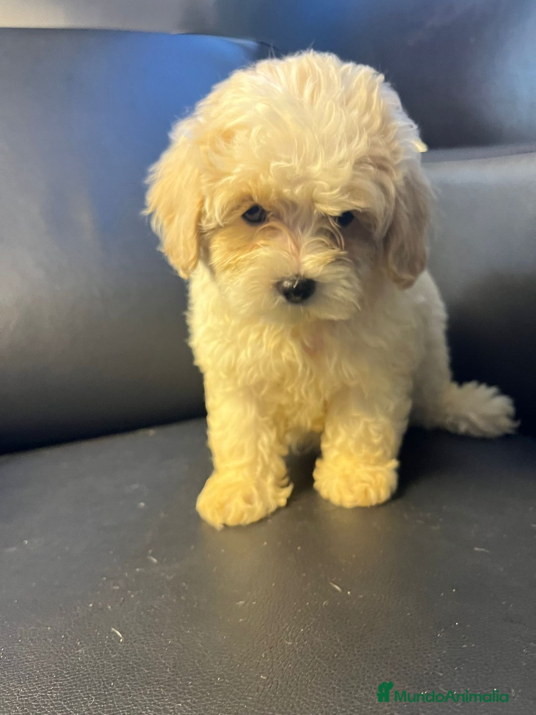 Maltipoo perros en venta: Maltipoo - Imagen 5